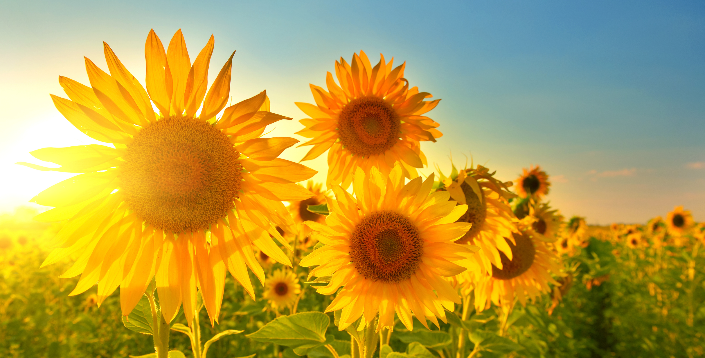 The Importance of Cultivating the Use of Self