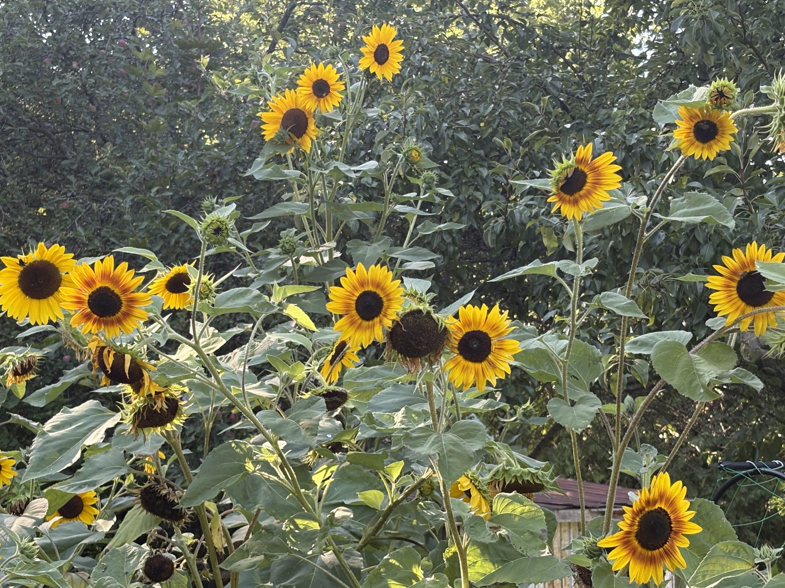 The Importance of Cultivating the Use of Self
